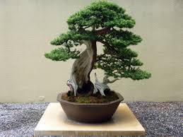 Lessons of the Bonsai